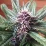 Auto Buddha Purple Kush feminised Buddha Seeds Auto Buddha Purple Kush feminised Buddha Seeds