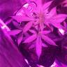 семена конопли в оригинальных упаковках Auto Pineapple Express feminised Barneys Farm семена конопли в оригинальных упаковках Auto Pineapple Express feminised Barneys Farm