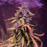 семена конопли Auto Pineapple Express feminised Barneys Farm семена конопли Auto Pineapple Express feminised Barneys Farm