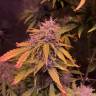 заказ семян конопли Auto Pineapple Express feminised Barneys Farm заказ семян конопли Auto Pineapple Express feminised Barneys Farm