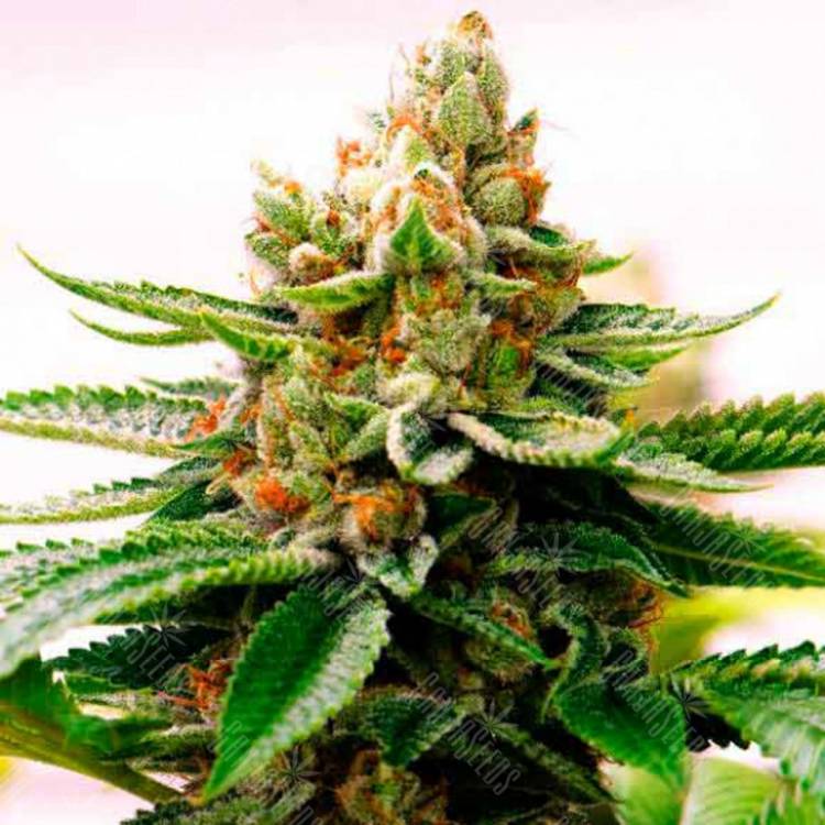 семена конопли Спб Skywalker feminised Dutch Passion Seeds семена конопли Спб Skywalker feminised Dutch Passion Seeds