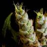 семена конопли Москва Skywalker feminised Dutch Passion Seeds семена конопли Москва Skywalker feminised Dutch Passion Seeds