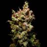 семена конопли курьером Skywalker feminised Dutch Passion Seeds семена конопли курьером Skywalker feminised Dutch Passion Seeds