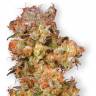 семена конопли для курения Skywalker feminised Dutch Passion Seeds семена конопли для курения Skywalker feminised Dutch Passion Seeds