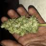 заказ семян конопли Москва Colombian Jack feminised Kannabia Seeds заказ семян конопли Москва Colombian Jack feminised Kannabia Seeds