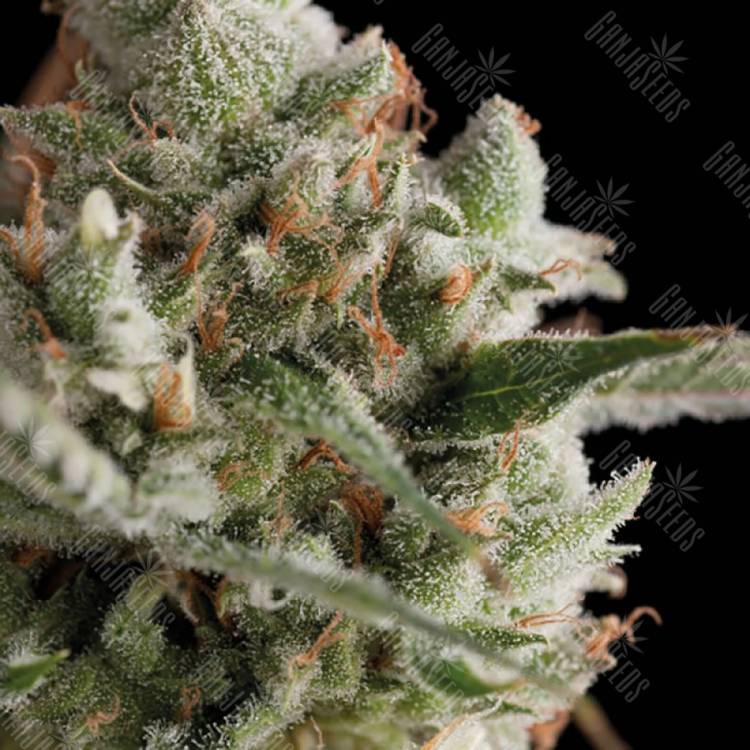 купить семена конопли Super Cheese feminised Trikoma Seeds купить семена конопли Super Cheese feminised Trikoma Seeds