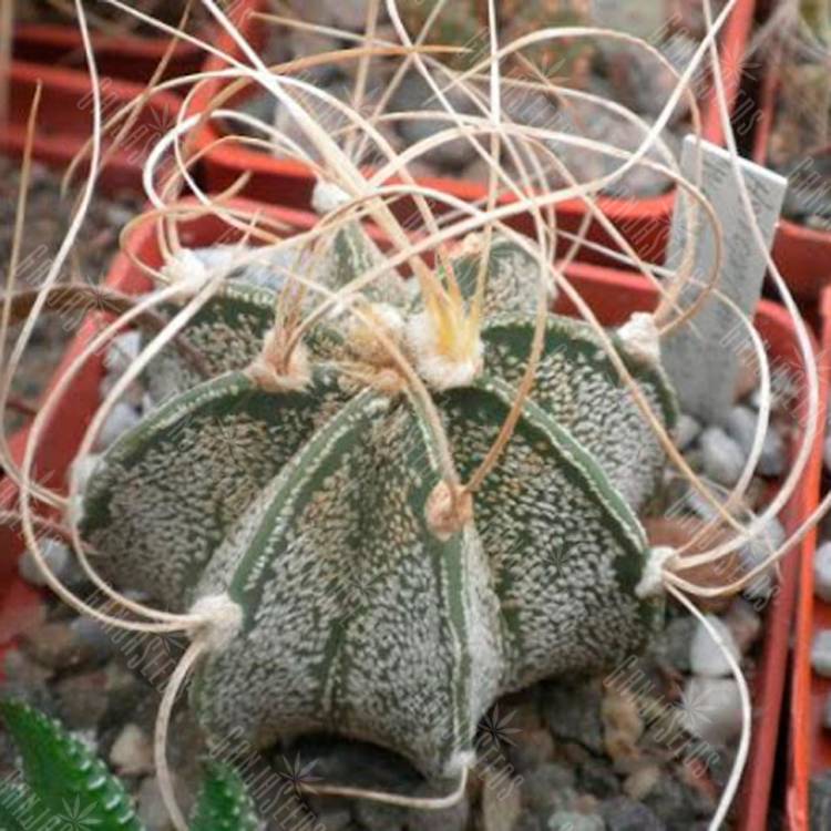 Семена кактуса Astrophytum capricorne cv. Weise stachel Семена кактуса Astrophytum capricorne cv. Weise stachel