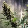 Семена марихуаны недорого Auto Chocolope feminised GanjaLiveSeeds Семена марихуаны недорого Auto Chocolope feminised GanjaLiveSeeds