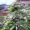 семена конопли в России Sensi Skunk regular Ganja Seeds