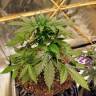 заказать качественные семена конопли Auto Purple Punch feminised Barneys Farm заказать качественные семена конопли Auto Purple Punch feminised Barneys Farm