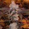 семена конопли наложенным платежом Auto Purple Punch feminised Barneys Farm семена конопли наложенным платежом Auto Purple Punch feminised Barneys Farm