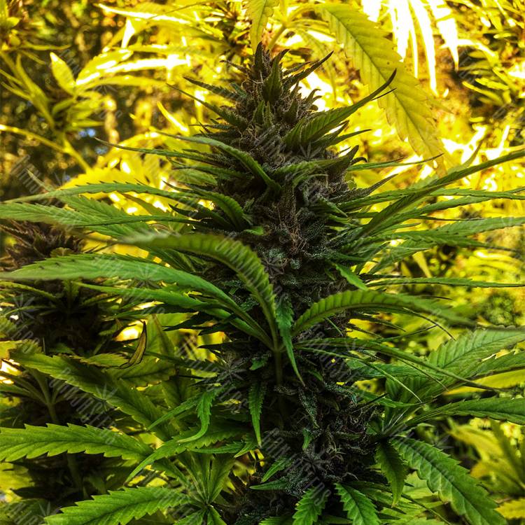 семена конопли феминизированные Skywalker Kush feminised Reserva Privada семена конопли феминизированные Skywalker Kush feminised Reserva Privada