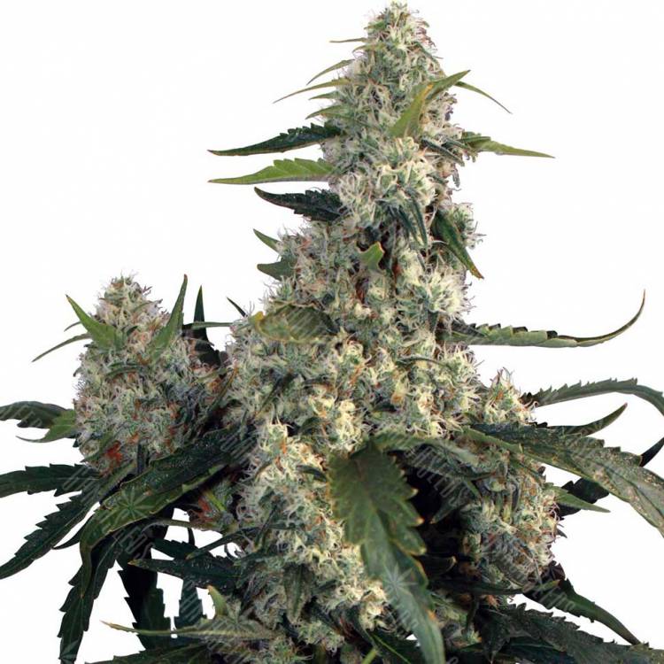 Buddha Quasar feminised Buddha Seeds Buddha Quasar feminised Buddha Seeds