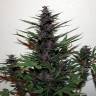 семена конопли автоцвет Auto Zaisan feminised Bang Seeds семена конопли автоцвет Auto Zaisan feminised Bang Seeds