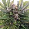 семена конопли Россия White Widow feminised Nirvana Seeds