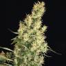 семена конопли f1 в оригинальной упаковке Kali Mist regular Serious Seeds семена конопли f1 в оригинальной упаковке Kali Mist regular Serious Seeds