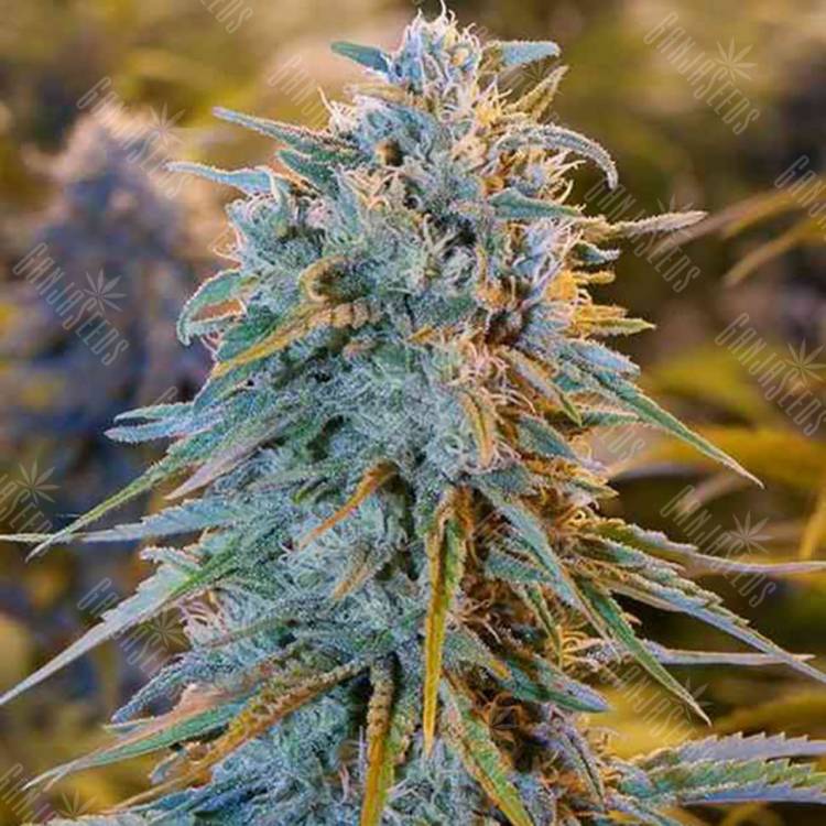 Семена марихуаны Auto Blue Dream feminised GanjaLiveSeeds Семена марихуаны Auto Blue Dream feminised GanjaLiveSeeds