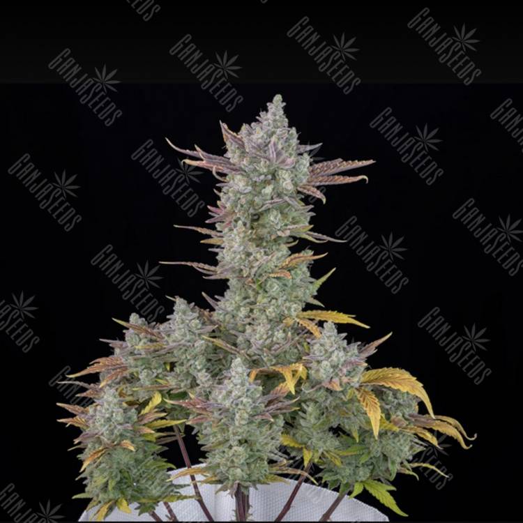 Auto Gorilla Cookies feminised Ganja Seeds Auto Gorilla Cookies feminised Ganja Seeds