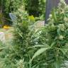 семена конопли автоцвет Auto Afghani regular семена конопли автоцвет Auto Afghani regular