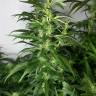 заказать качественные семена конопли Afghan Haze feminised заказать качественные семена конопли Afghan Haze feminised