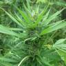 заказ семян конопли Afghan Haze feminised заказ семян конопли Afghan Haze feminised