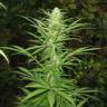 семена конопли почтой Afghan Haze feminised семена конопли почтой Afghan Haze feminised
