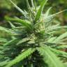 где можно заказать семена конопли Afghan Haze feminised где можно заказать семена конопли Afghan Haze feminised