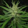семена индийской конопли Afghan Haze feminised семена индийской конопли Afghan Haze feminised