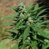 семена конопли для выращивания Alatau feminised Bang Seeds семена конопли для выращивания Alatau feminised Bang Seeds