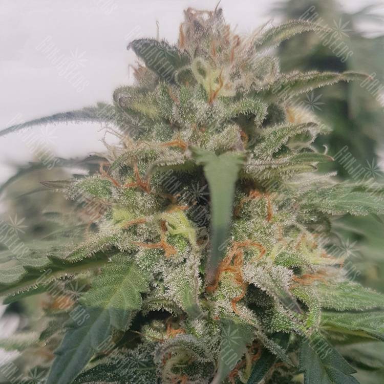 семена конопли индика Sensi Skunk x Lowryder (Senlow) regular Ganja Seeds семена конопли индика Sensi Skunk x Lowryder (Senlow) regular Ganja Seeds