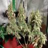 семена конопли индика Auto Sweet Tooth feminised Barneys Farm семена конопли индика Auto Sweet Tooth feminised Barneys Farm