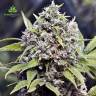 заказать качественные семена конопли Pure AK feminised Female Seeds заказать качественные семена конопли Pure AK feminised Female Seeds