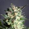 семена конопли курьером Diesel Glue feminised Kannabia Seeds