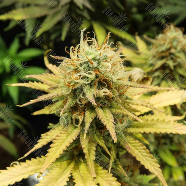 где заказать семена конопли Wonder Woman feminised Nirvana Seeds где заказать семена конопли Wonder Woman feminised Nirvana Seeds