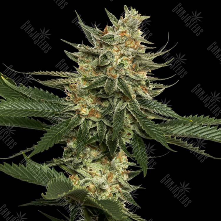 семена конопли Tangie feminised Reserva Privada семена конопли Tangie feminised Reserva Privada