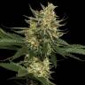 семена конопли Tangie feminised Reserva Privada семена конопли Tangie feminised Reserva Privada