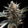 где заказать семена конопли Tangie feminised Reserva Privada где заказать семена конопли Tangie feminised Reserva Privada