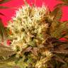 семена конопли недорого Motavation regular Serious Seeds