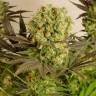 урожайные семена конопли Motavation regular Serious Seeds