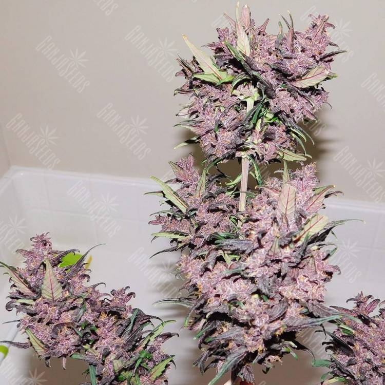 Семена конопли Auto Bloody Skunk feminised GanjaLiveSeeds Семена конопли Auto Bloody Skunk feminised GanjaLiveSeeds