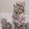 Семена конопли Auto Bloody Skunk feminised GanjaLiveSeeds Семена конопли Auto Bloody Skunk feminised GanjaLiveSeeds