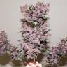 Семена каннабиса Auto Bloody Skunk feminised GanjaLiveSeeds Семена каннабиса Auto Bloody Skunk feminised GanjaLiveSeeds
