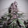 Семена каннабиса Auto Bloody Skunk feminised GanjaLiveSeeds Семена каннабиса Auto Bloody Skunk feminised GanjaLiveSeeds