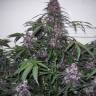 Семена марихуаны Auto Bloody Skunk feminised GanjaLiveSeeds Семена марихуаны Auto Bloody Skunk feminised GanjaLiveSeeds