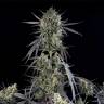 Auto Pound Cake feminised Ganja Seeds Auto Pound Cake feminised Ganja Seeds