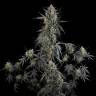 Auto Pound Cake feminised Ganja Seeds Auto Pound Cake feminised Ganja Seeds