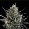 Auto Pound Cake feminised Ganja Seeds Auto Pound Cake feminised Ganja Seeds