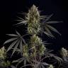 Auto Pound Cake feminised Ganja Seeds Auto Pound Cake feminised Ganja Seeds