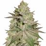 семена конопли не дорого Early Skunk x AK feminised семена конопли не дорого Early Skunk x AK feminised