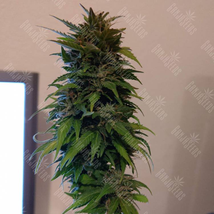 семена конопли автоцвет Auto AK 49 feminised Ganja Seeds семена конопли автоцвет Auto AK 49 feminised Ganja Seeds